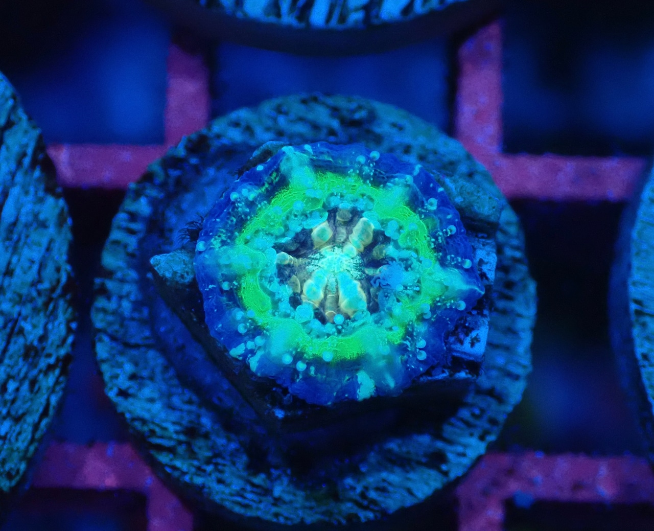 Scolymia Baby "Unique" 5