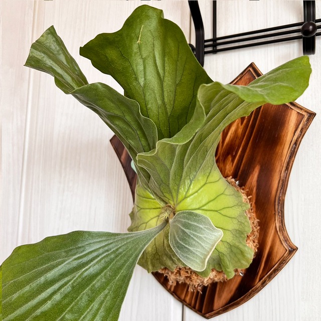 ビカクシダ エレファントティス 中株 板付 【観葉植物 壁掛け コウモリラン】