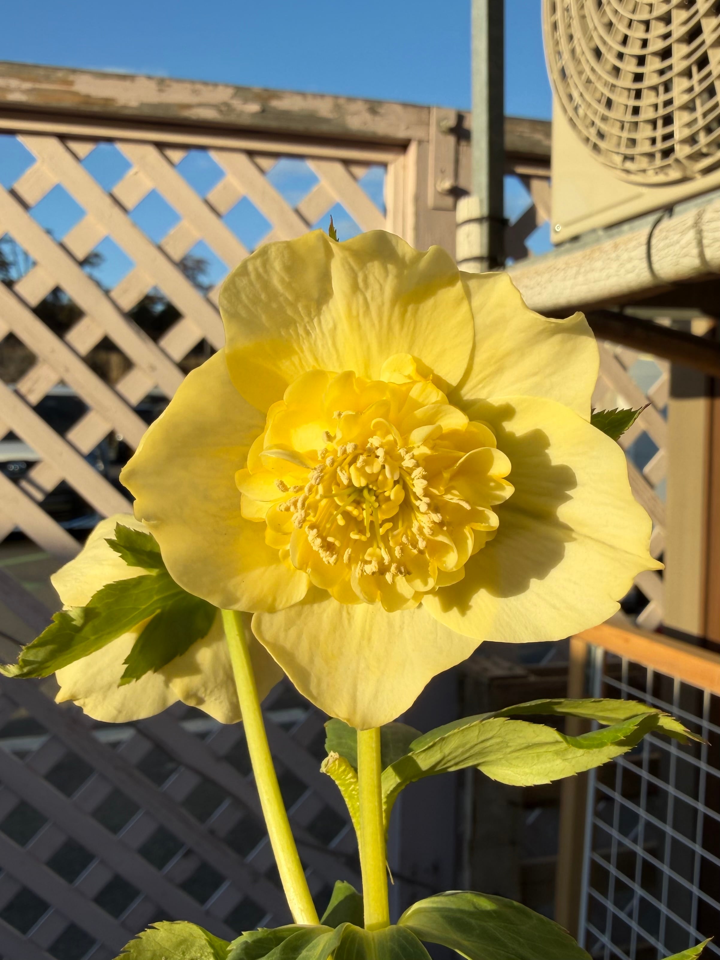 ゴールドモーリー系モリモリsd 加藤農園 クリスマスローズ【Ka98】送料