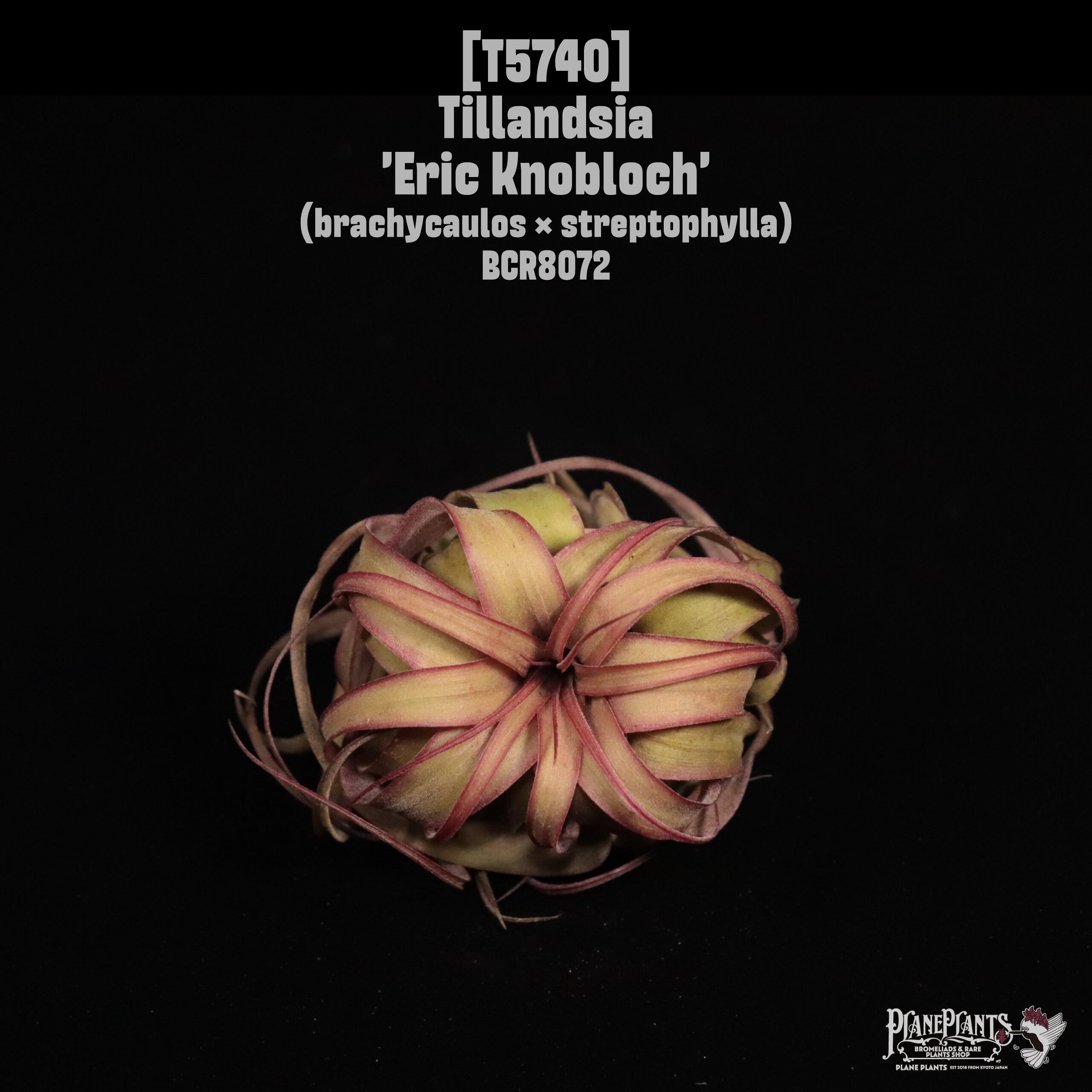 Tillandsia 'Eric Knobloch'〔ティランジア〕T5740