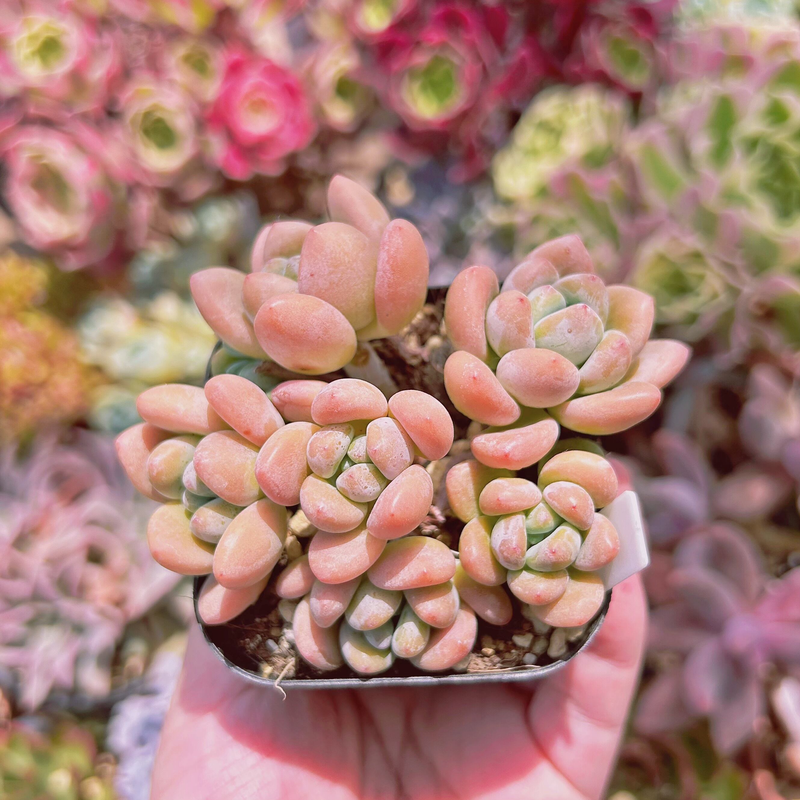 #1116現物　多肉植物　マカロン　抜き苗