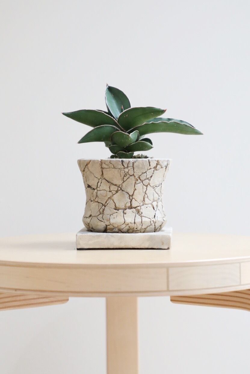 S】サンスベリア サムライドワーフ/Sanseveria ※陶器鉢付き | 【厳選