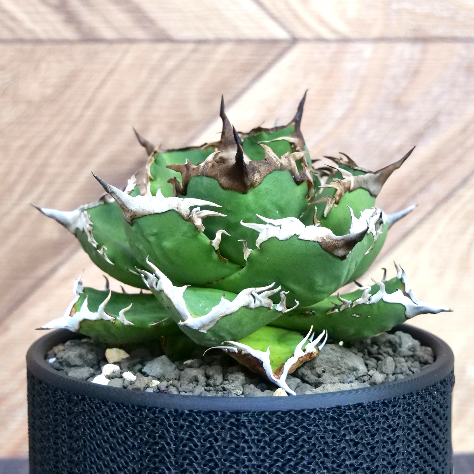アガベ　チタノタ　蟹　鉢付き Agave Titanota 蟹 (Crab) アガベ チタノタ / 中株(4号鉢)/Lot.001