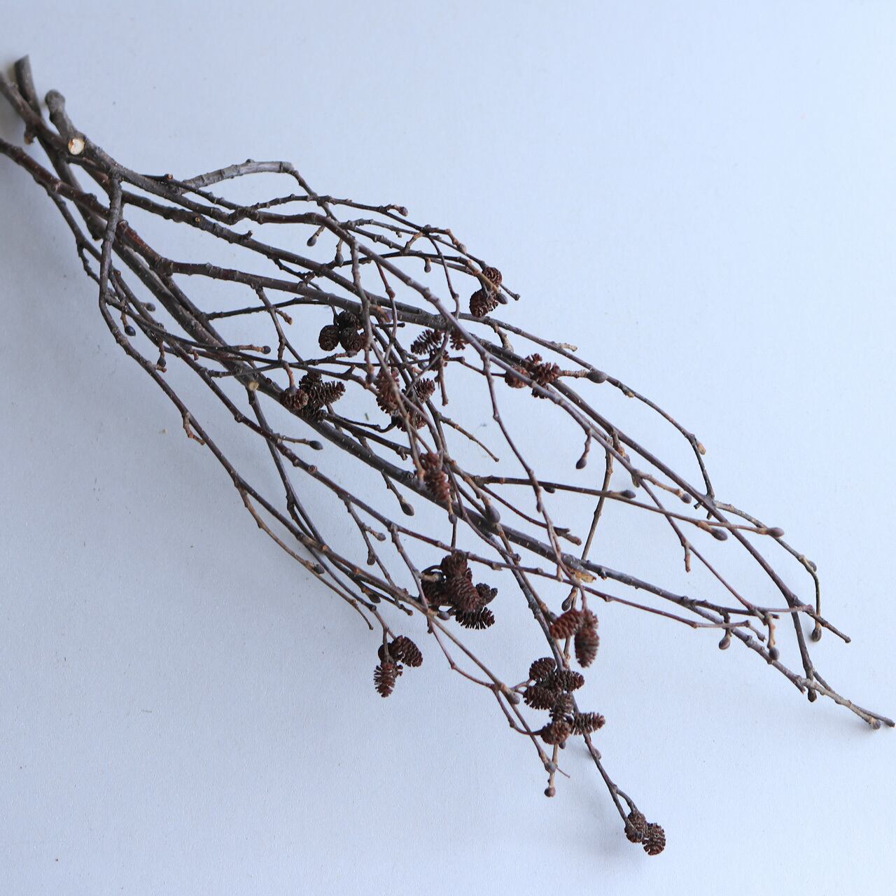 富良野産 ヤシャブシ 枝付き ドライフラワー ナチュラル インテリア 素材 材料 葉物 枝もの 花材 素材 ディスプレイ 北欧インテリア シンプル 木の枝 おしゃれ 富良野 花七曜 ドライフラワー リース スワッグ 焼菓子