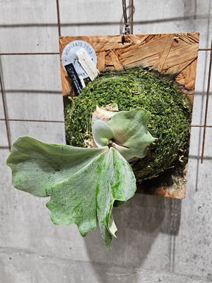 P.willinckii cv.Sailor Venus × P.andinum  Sporelings 【artPLANTs/PLANTS GARAGE 】ビカクシダ/Platycerium