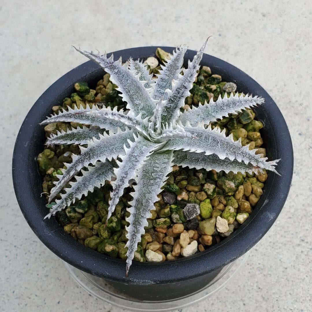 ディッキア ダコタ① アメリカ産 人気 ディッキア ダコタ Dyckia Dakota