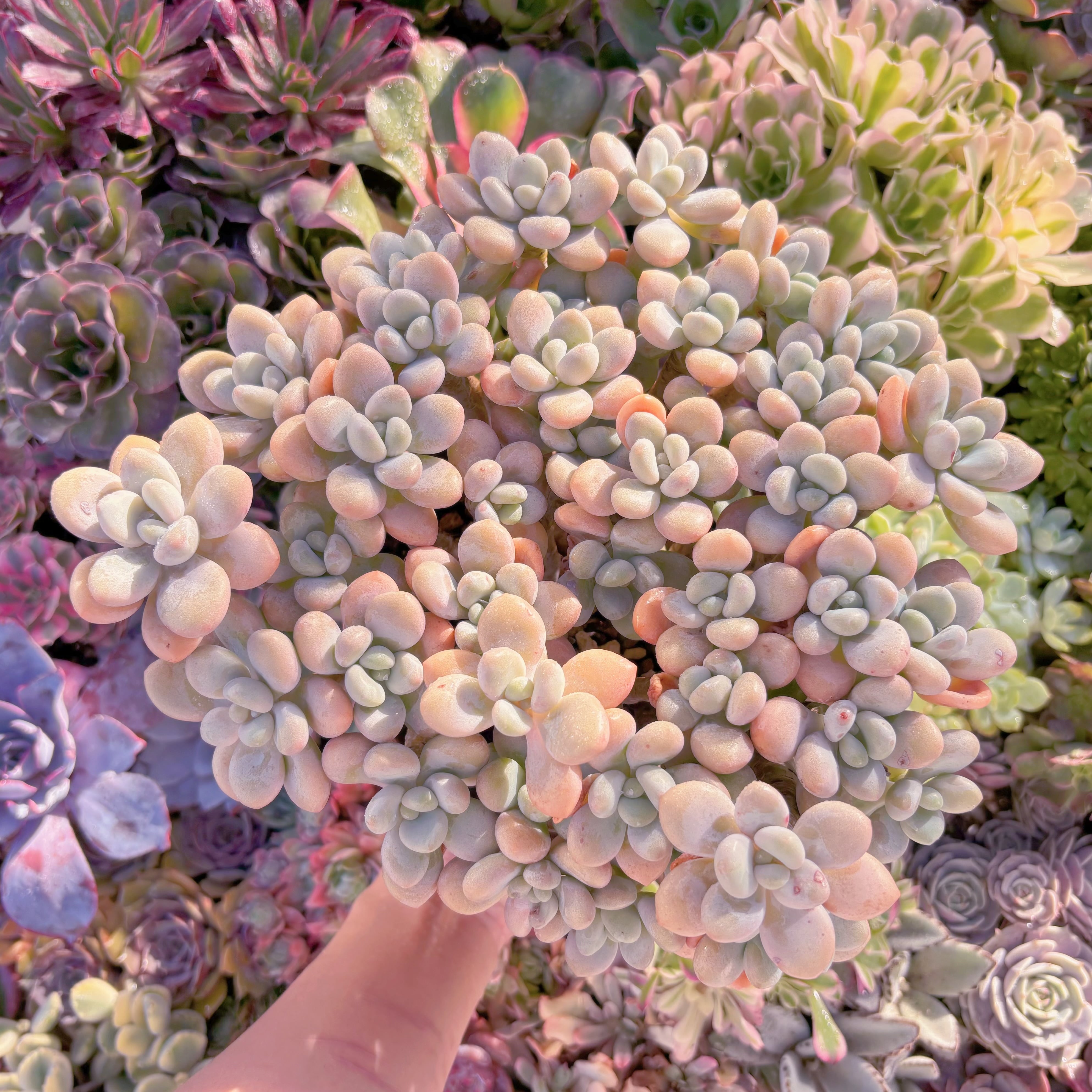 現品　マカロン#C13　特特大群生　るる農園