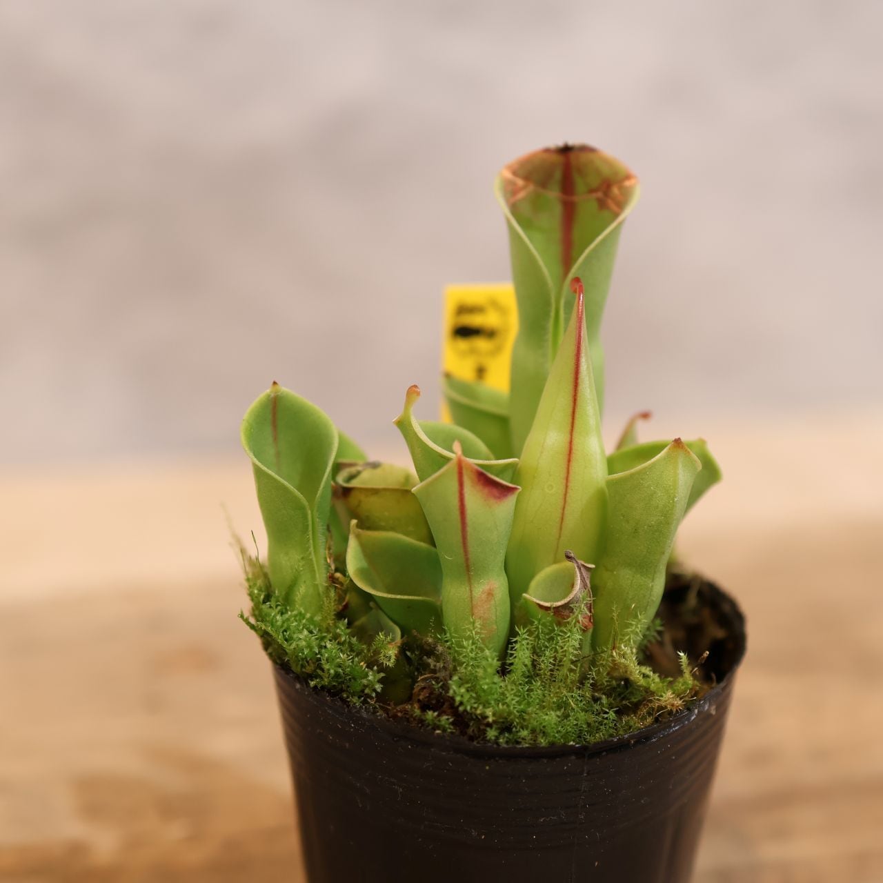 295 霧の山から届いた美しき食虫植物『ヘリアンフォラ ミノール