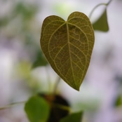 Anthurium Queen of Heart / アンスリウム クイーン オブ ハート⑰ / 観葉植物