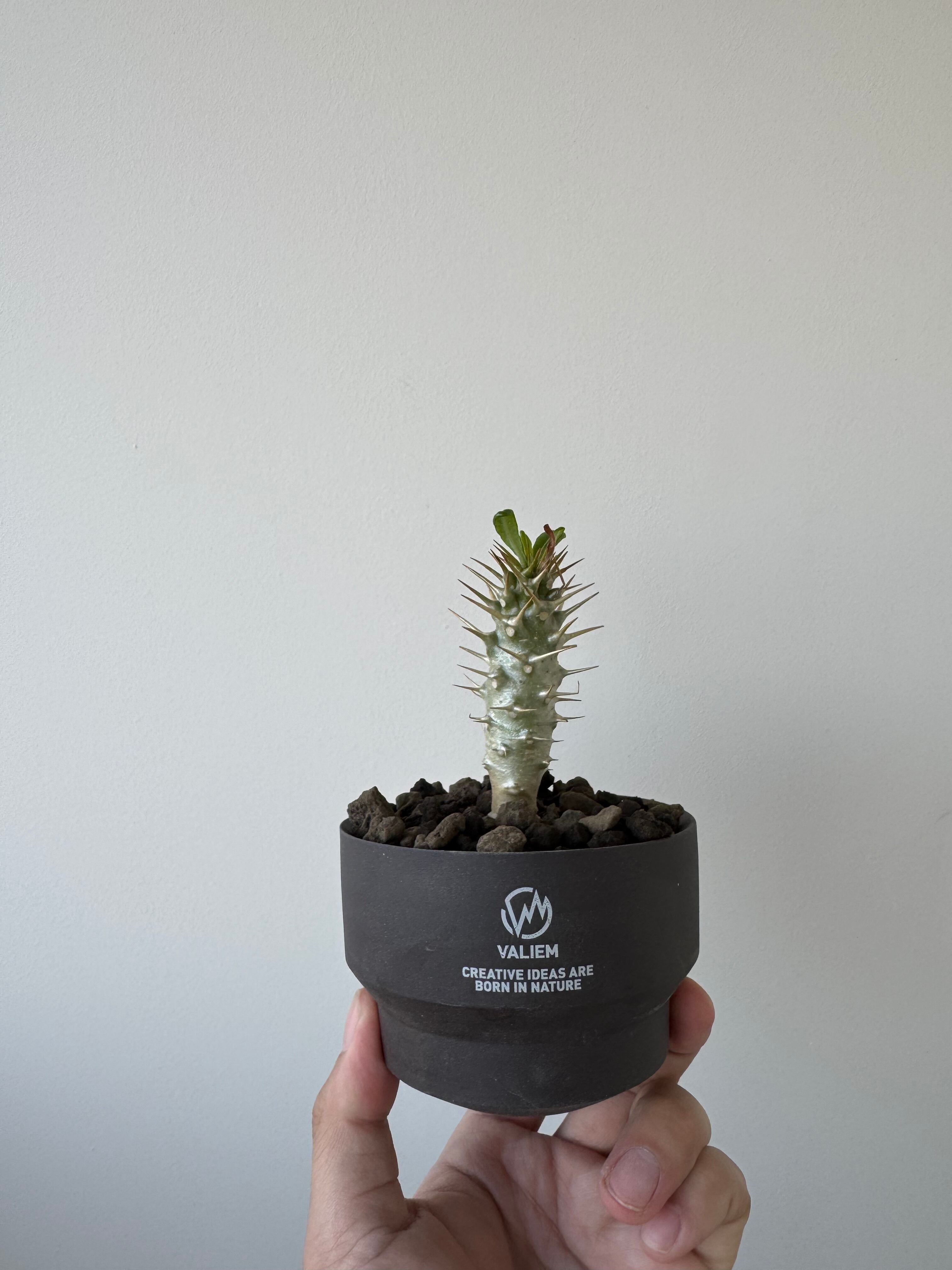 コピアポア 国士冠 青坊主 aobouzu サボテン 塊根植物