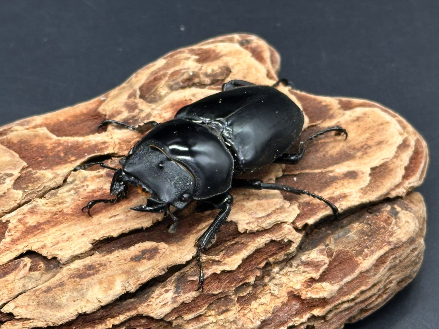 CBF1】《ネパールコクワガタ（0214） ♂70mm /♀45mmUP ペア