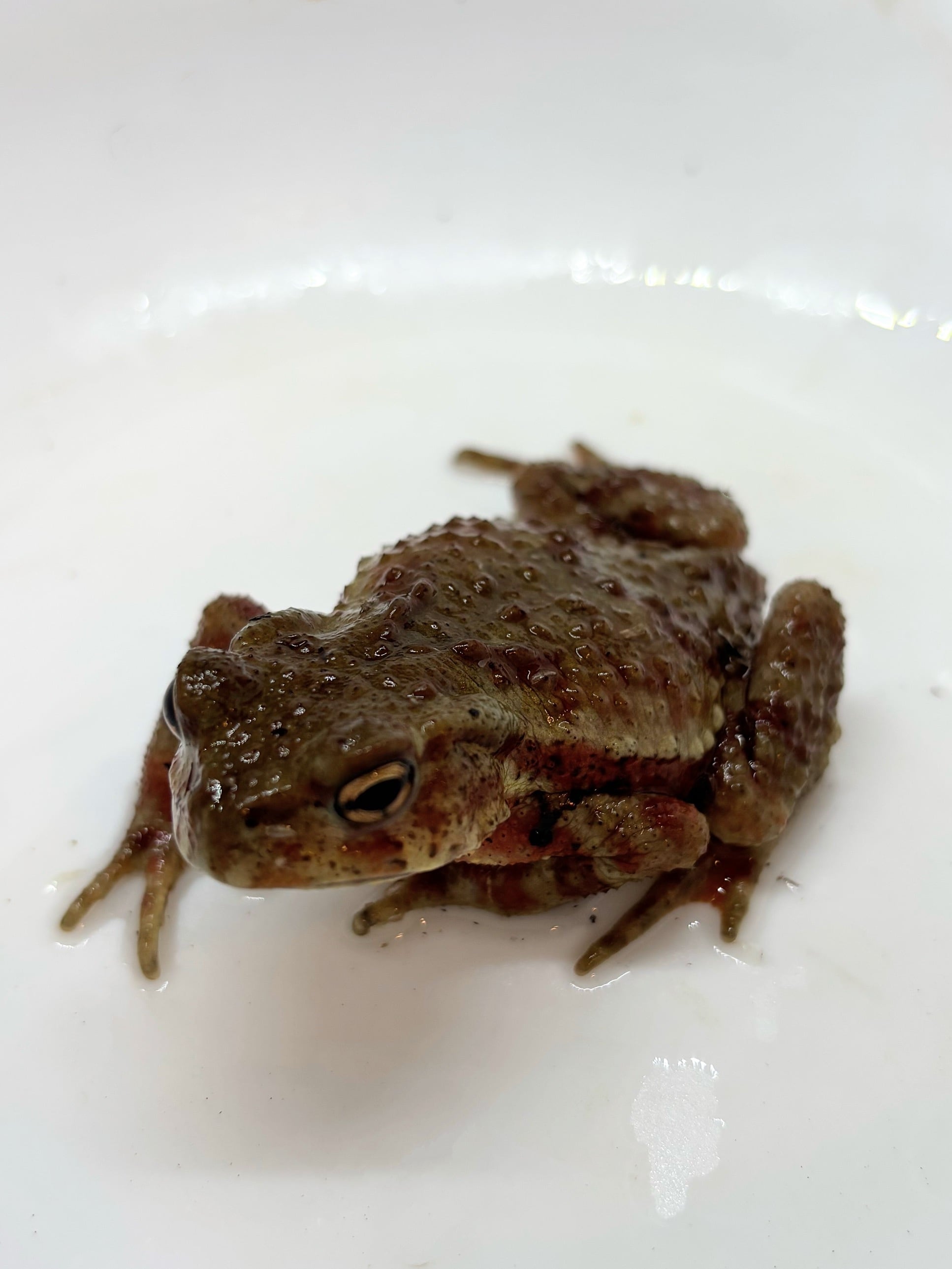 ナガレヒキガエル 3匹セット その① 
ヒキガエル ナガレヒキガエル① 和歌山県産 1匹 | まるころ商店〜まるくてころころ