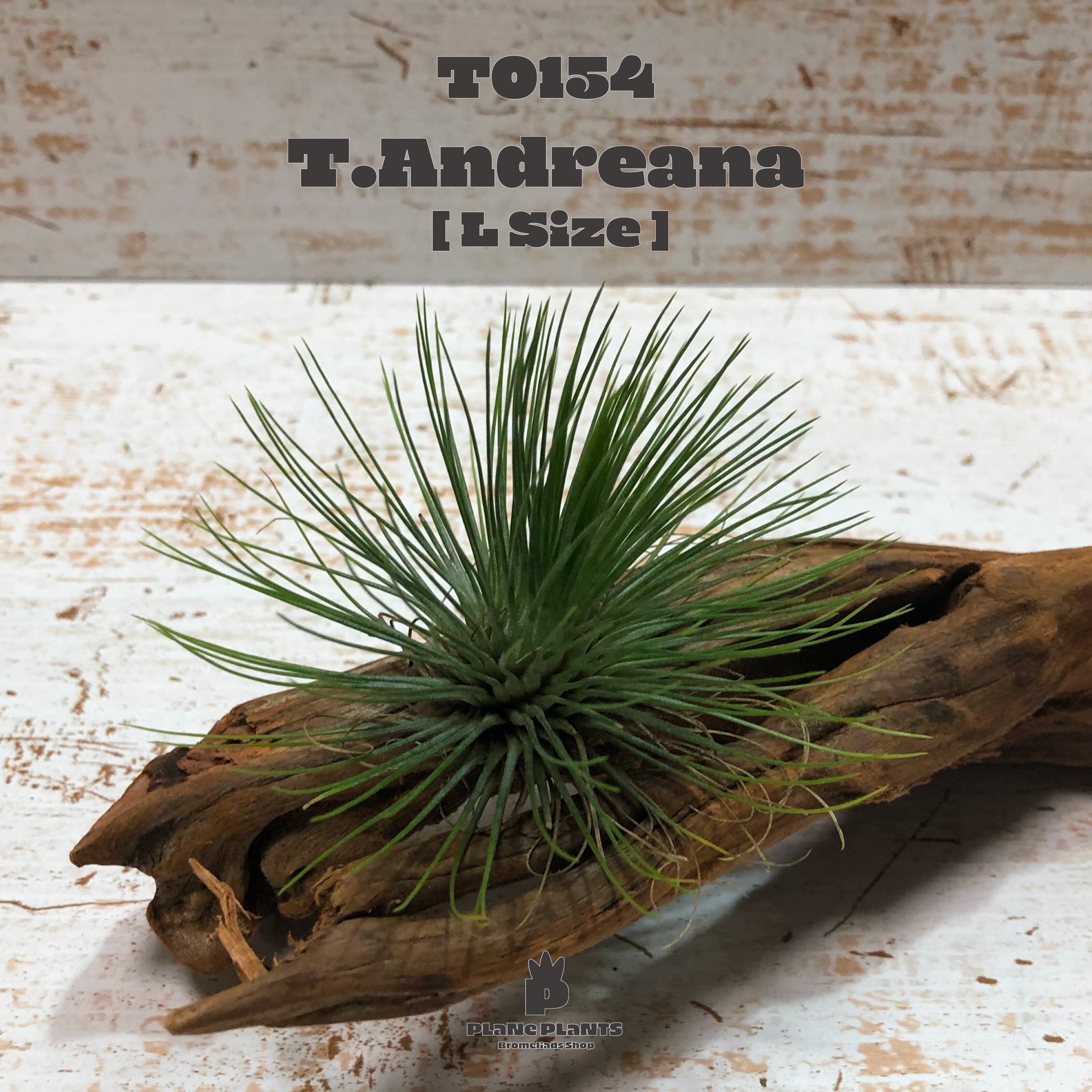 【送料無料】アンドレアナM〔エアプランツ〕現品発送T0154