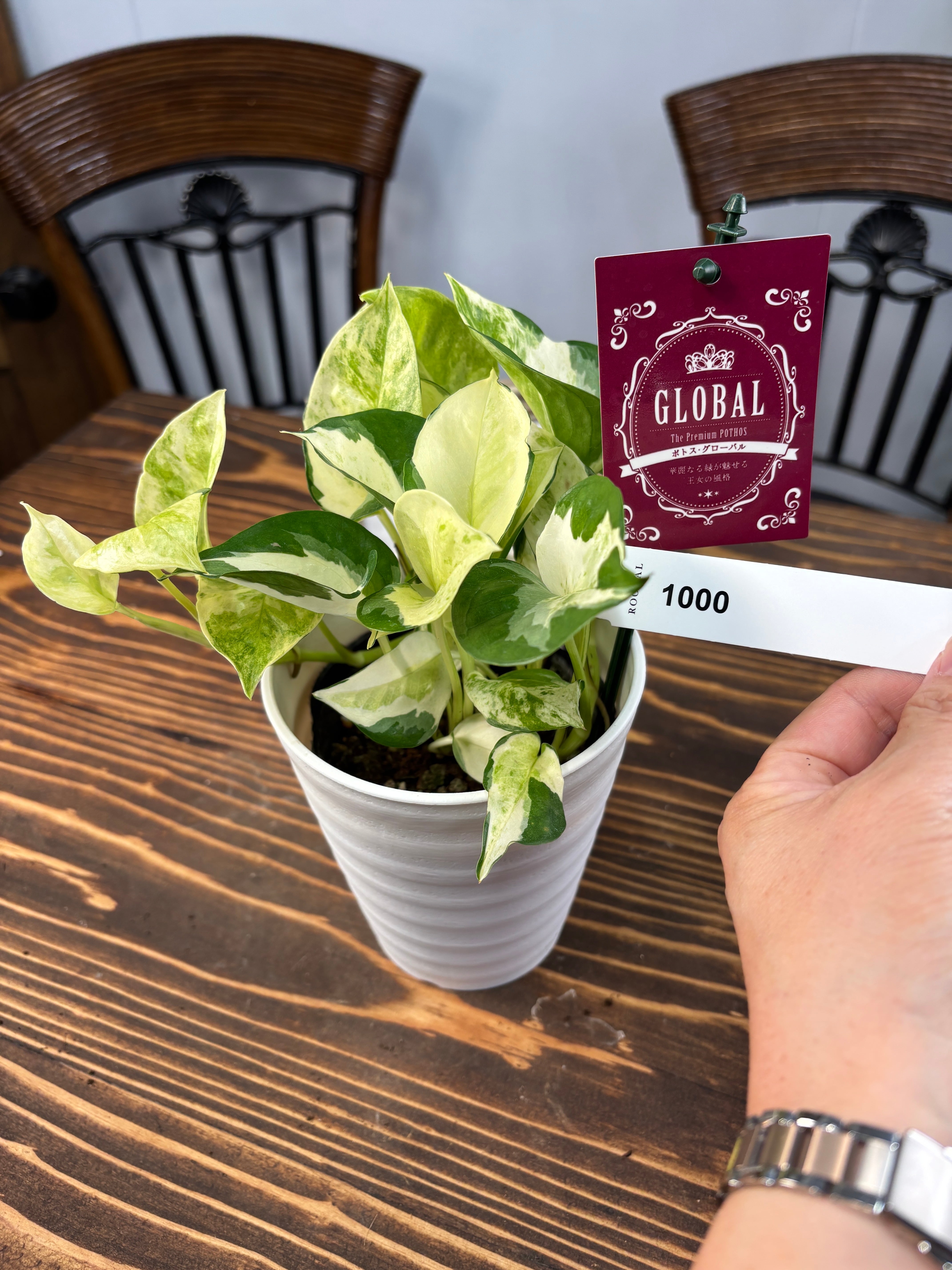 ★★1000【極上の美しさ】加藤農園 グローバル 4号鉢