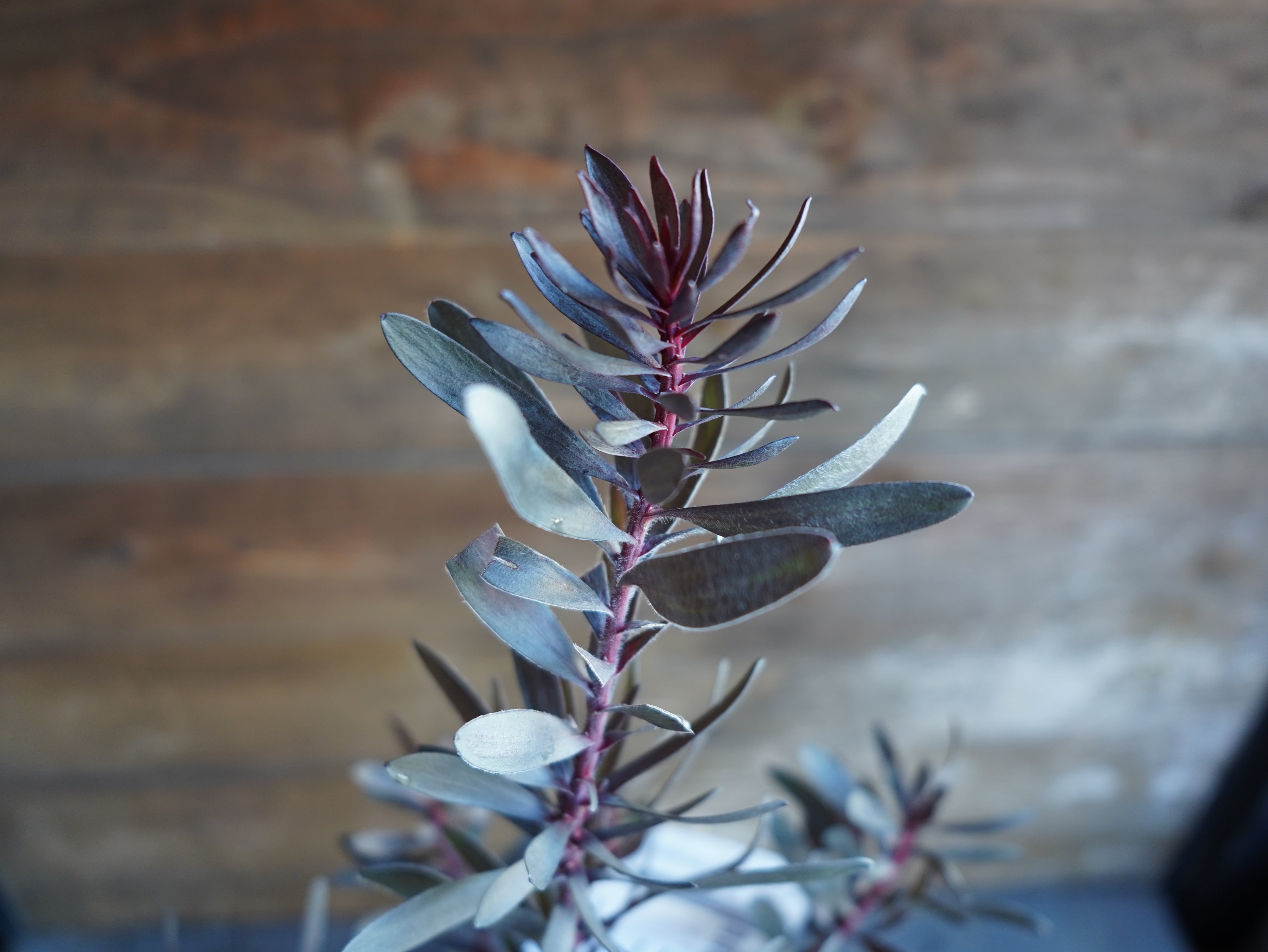 【現物】リューカデンドロン　”エボニー”　A