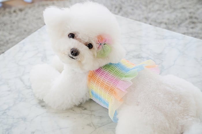 ハローパステル クロップドトップス S ~ XL  /  犬の服 犬服 新作 ショート丈 クロップド丈 涼しい 小型犬 中型犬 ペット洋服 ドッグウェア ペット用品