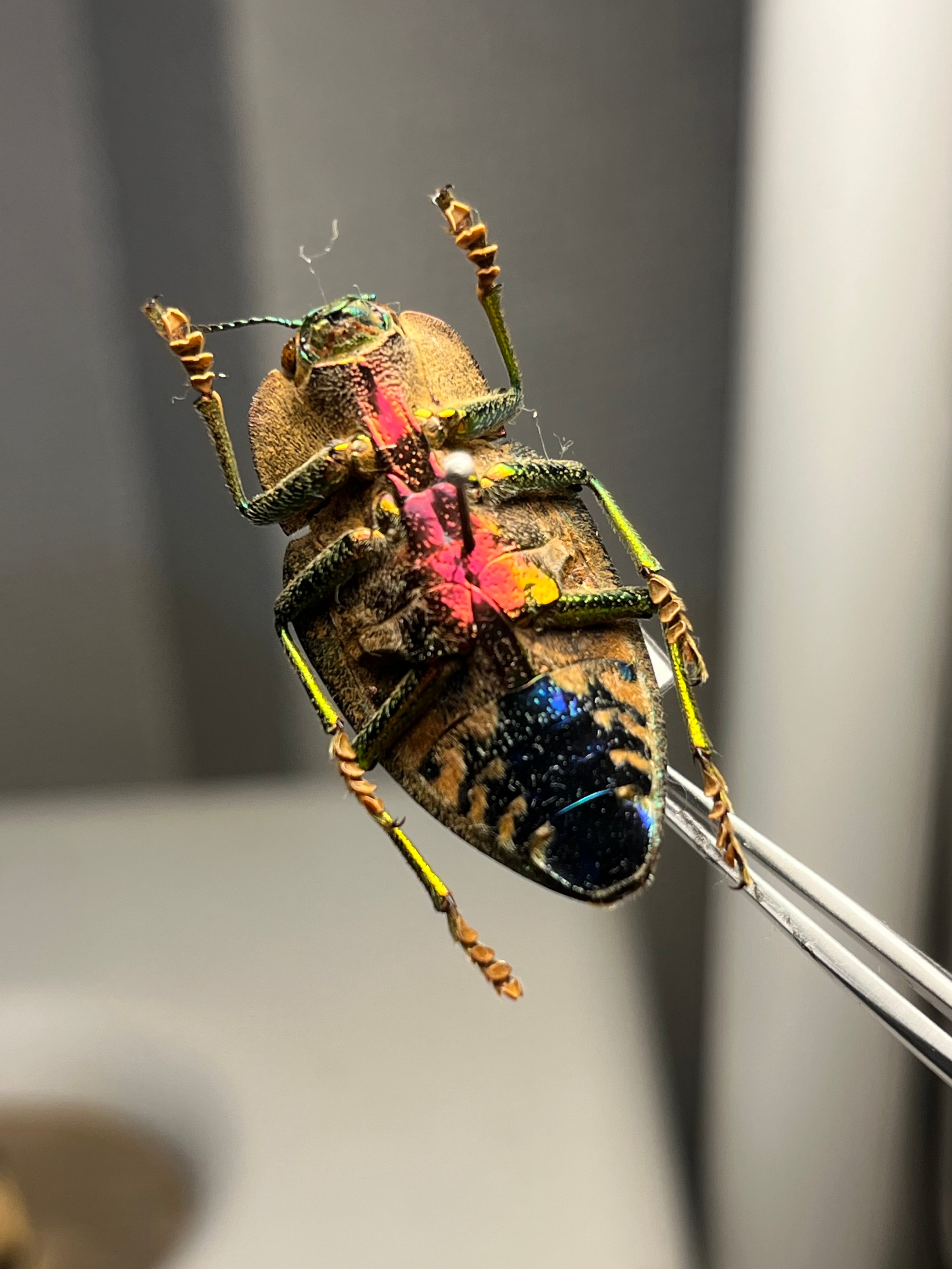 35mm♂】スハンダエオウサマムカシタマムシ Calodema suhandae 昆虫