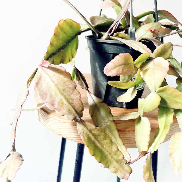 リプサリス・エリプティカ＊揺れる葉が涼しげな吊りグリーン【4号鉢】8/5撮影／現品発送【calm cafe】