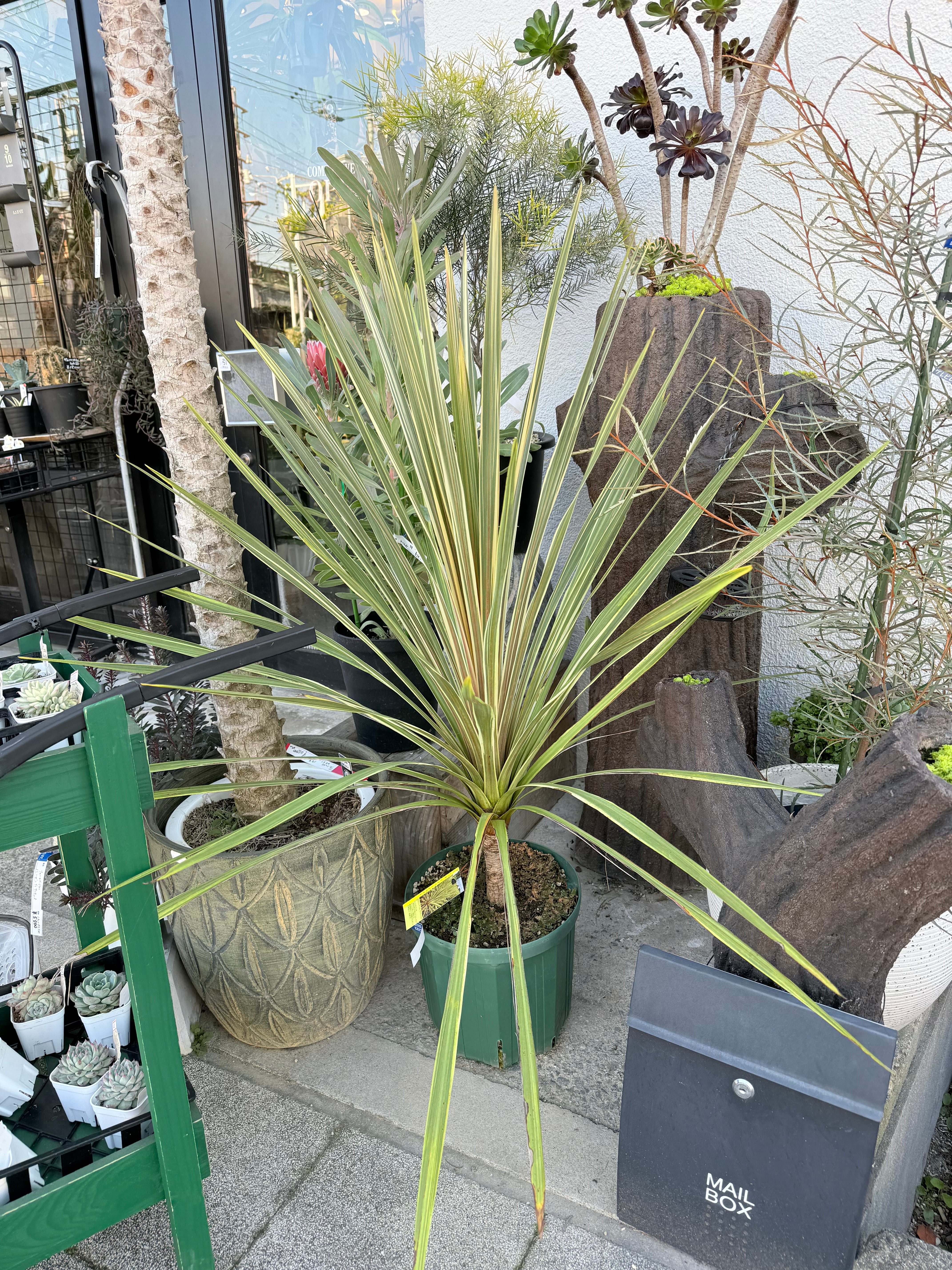【観葉植物】コルジリネ　ディライト　 受皿付 PLANCHU 観葉植物 コルディリネ レッドエッジ 4号鉢 受け皿付き 育て方