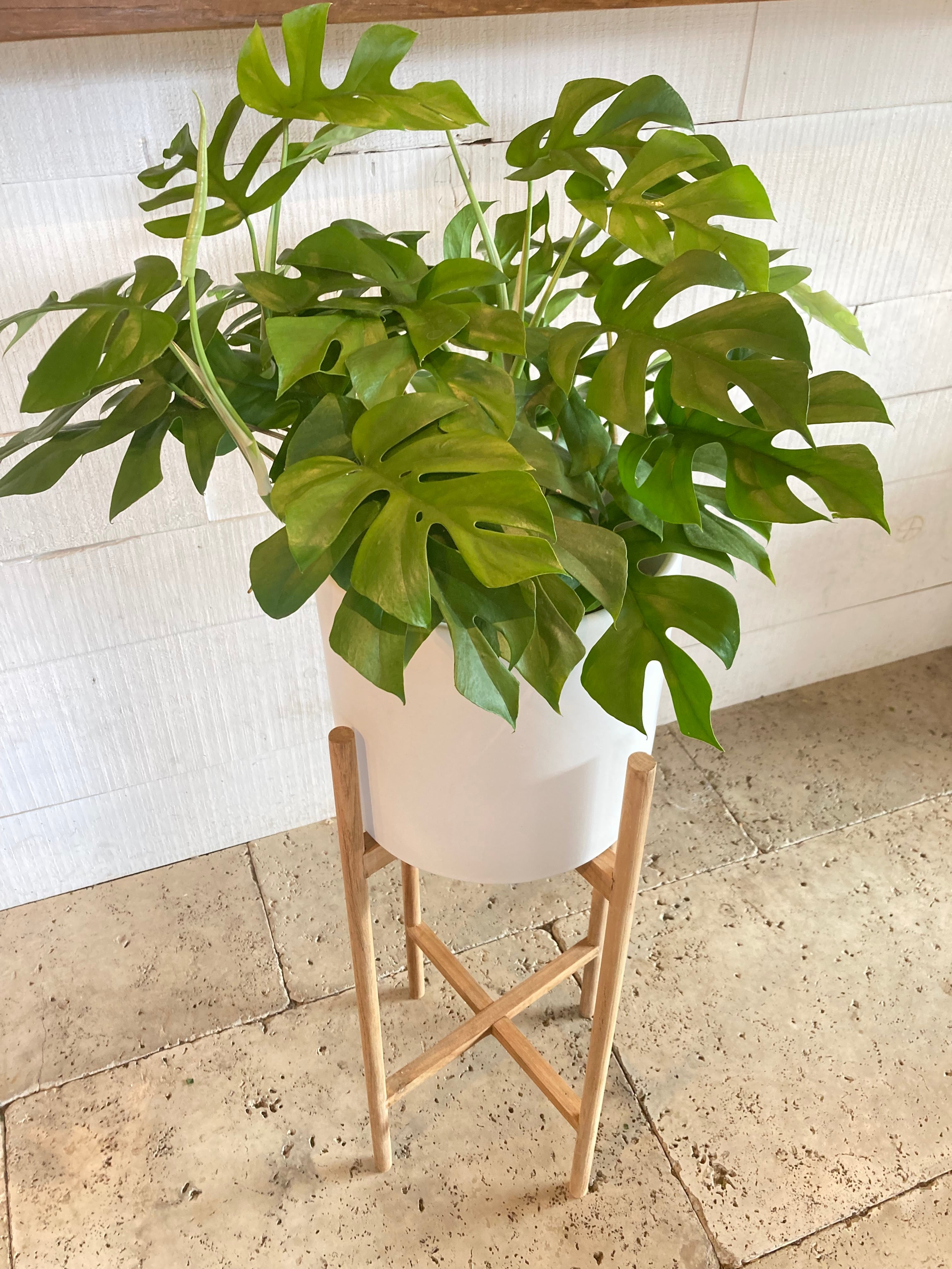 ラフィドフォラテトラスペルマホワイトモンスター発根済