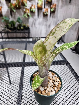 Billbergia Fantsia(M.B.Foster) 【artPLANTs/PLANTS GARAGE】 ビルベルギア/タンクブロメリア