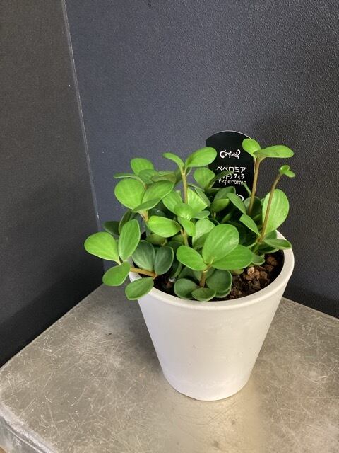 その他観葉植物 kona その他観葉植物 kona 新入荷】🍀観葉植物入荷のご案内🍀 | ナフコ TWO