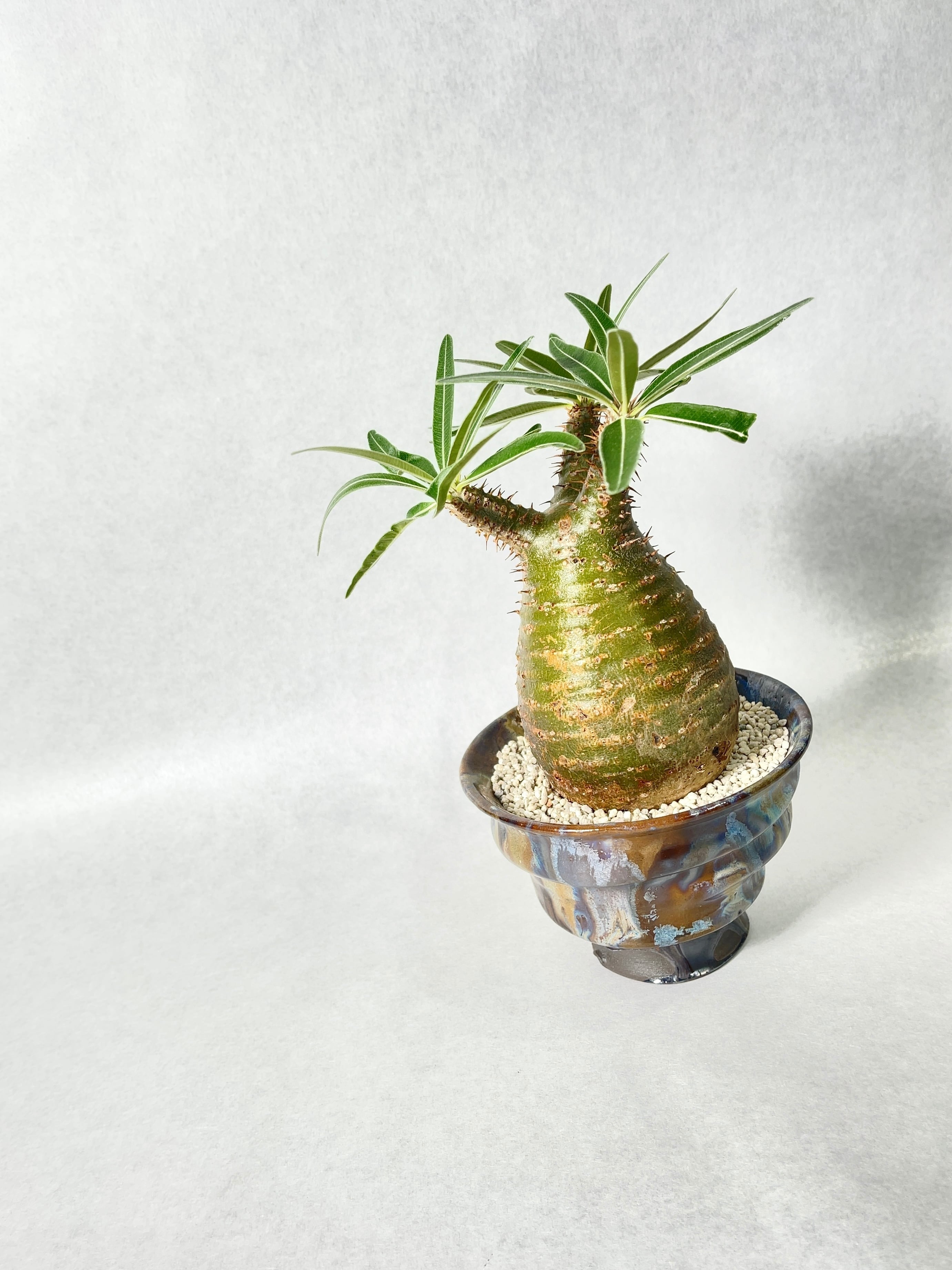 パキポディウム・グラキリス | trigger