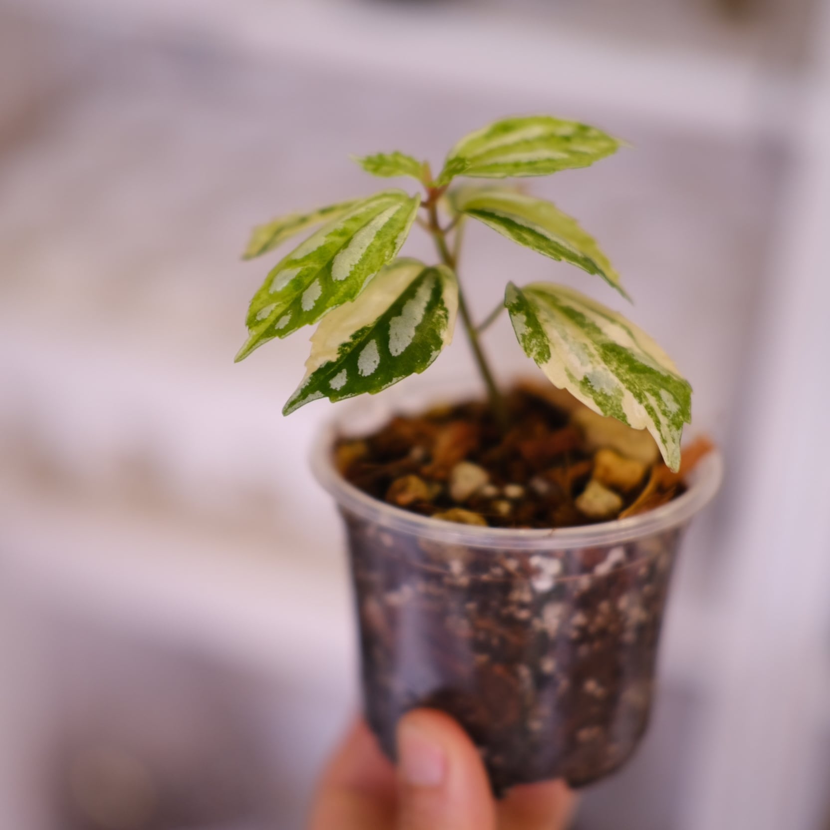 Pilea cadierei variegated│ピレア カディエレイ 斑入│観葉植物