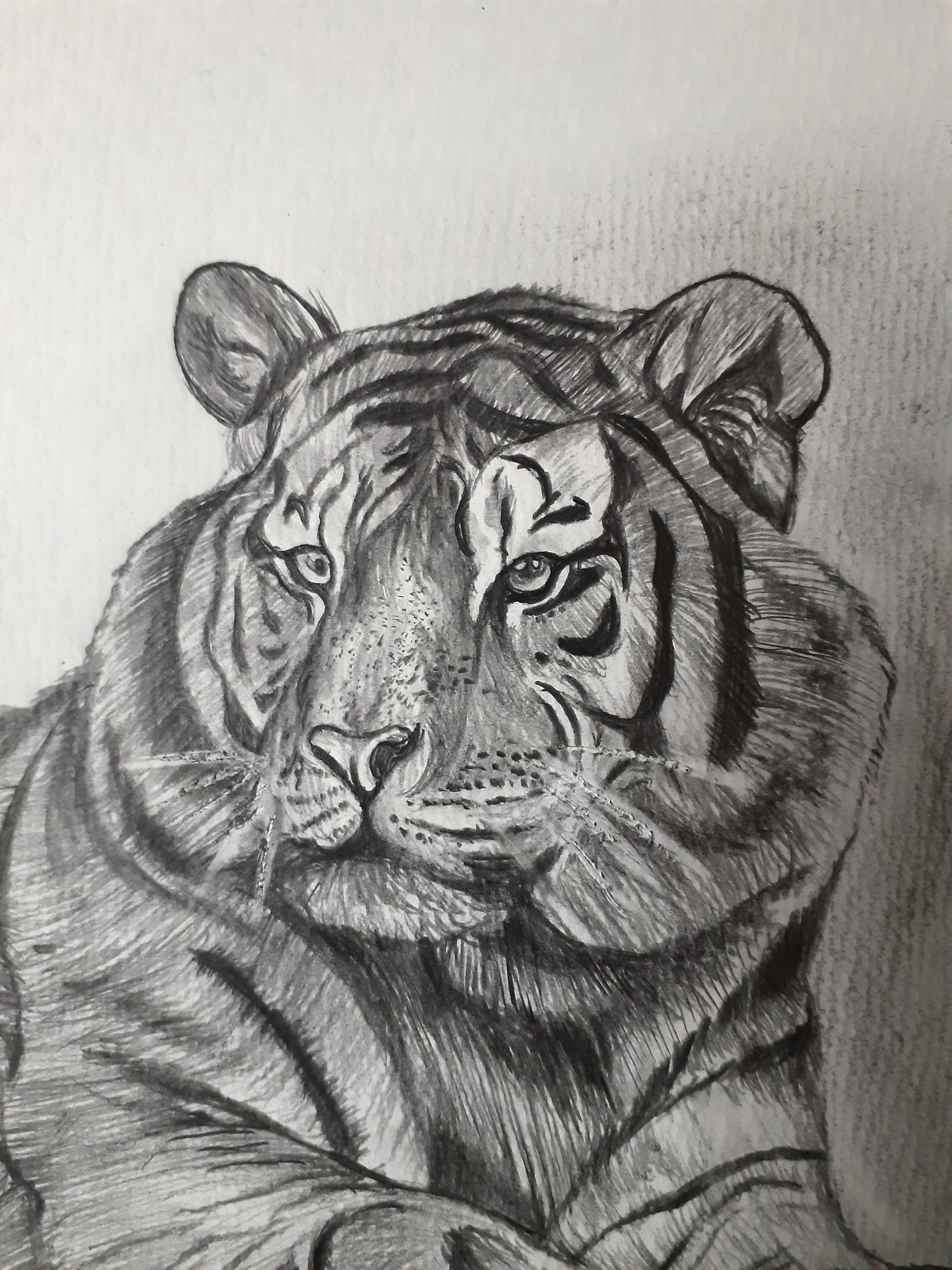 鉛筆画 タイガー | 工房 和み