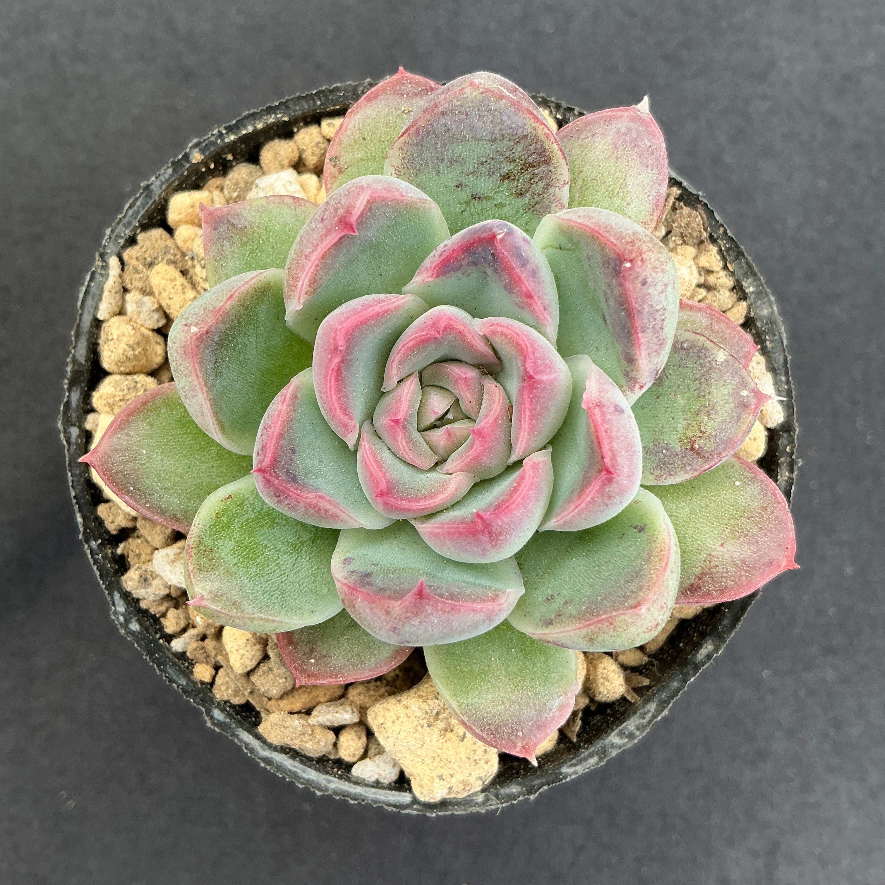 大特価✨厳選苗✨✨札付き❤️多肉アン✨ 大特価✨厳選苗✨✨札付き❤️多肉アン✨ 大特価✨厳選苗✨✨札付き