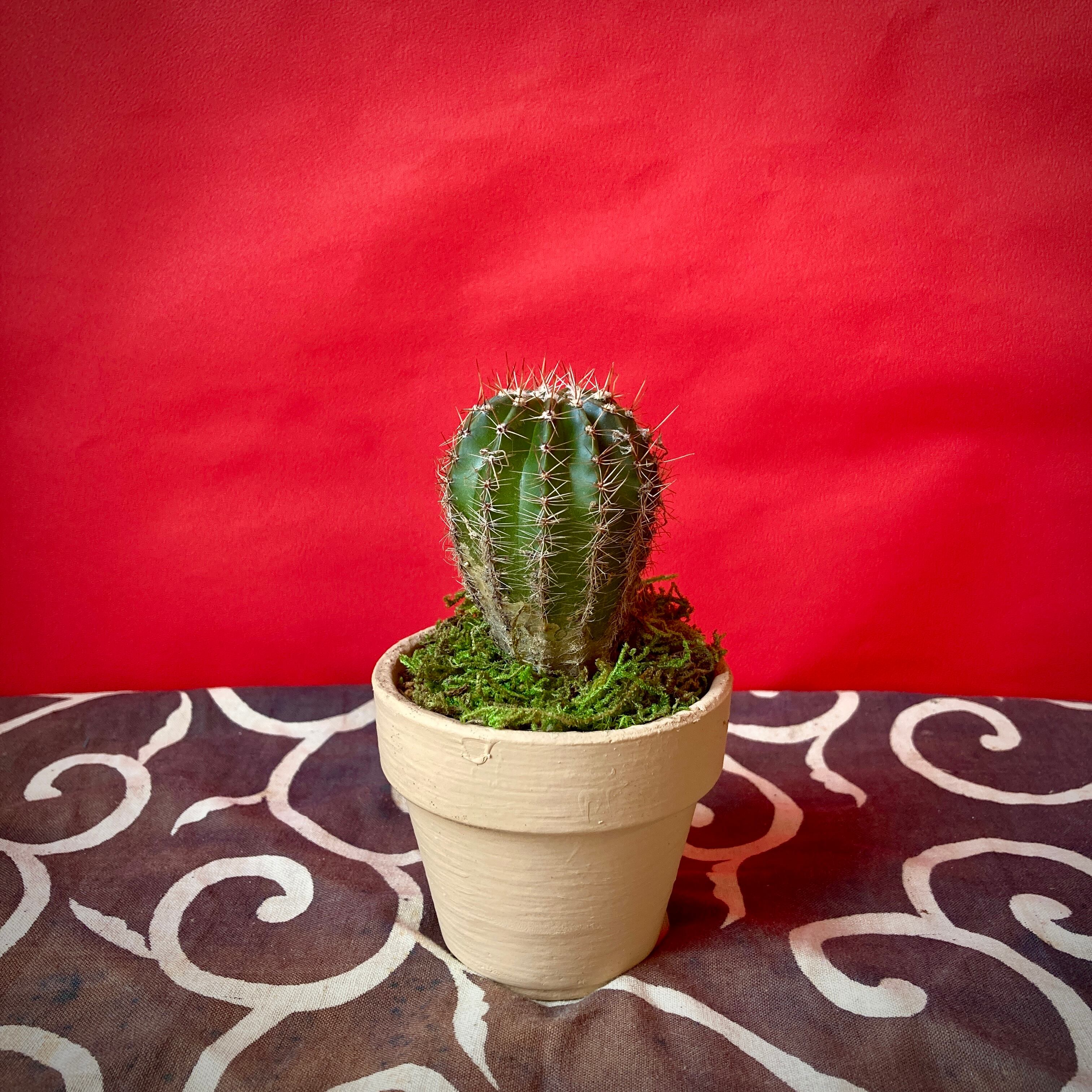 珍宝閣 | 観葉植物 | 観葉植物 - バロメッツ