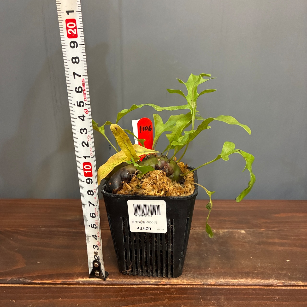 【抽選販売】【限定価格】【伊藤蟻】Lecanopteris carnosa Minahasa, Manado, North Sulawesi(限定2)