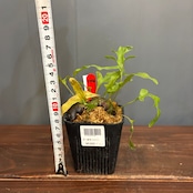 【抽選販売】【限定価格】【伊藤蟻】Lecanopteris carnosa Minahasa, Manado, North Sulawesi(限定2)