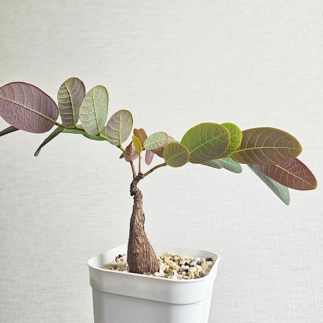 S36〚フィランサス・ミラビリス〛Phyllanthus Mirabilis 塊根植物 コーデックス ポット発送