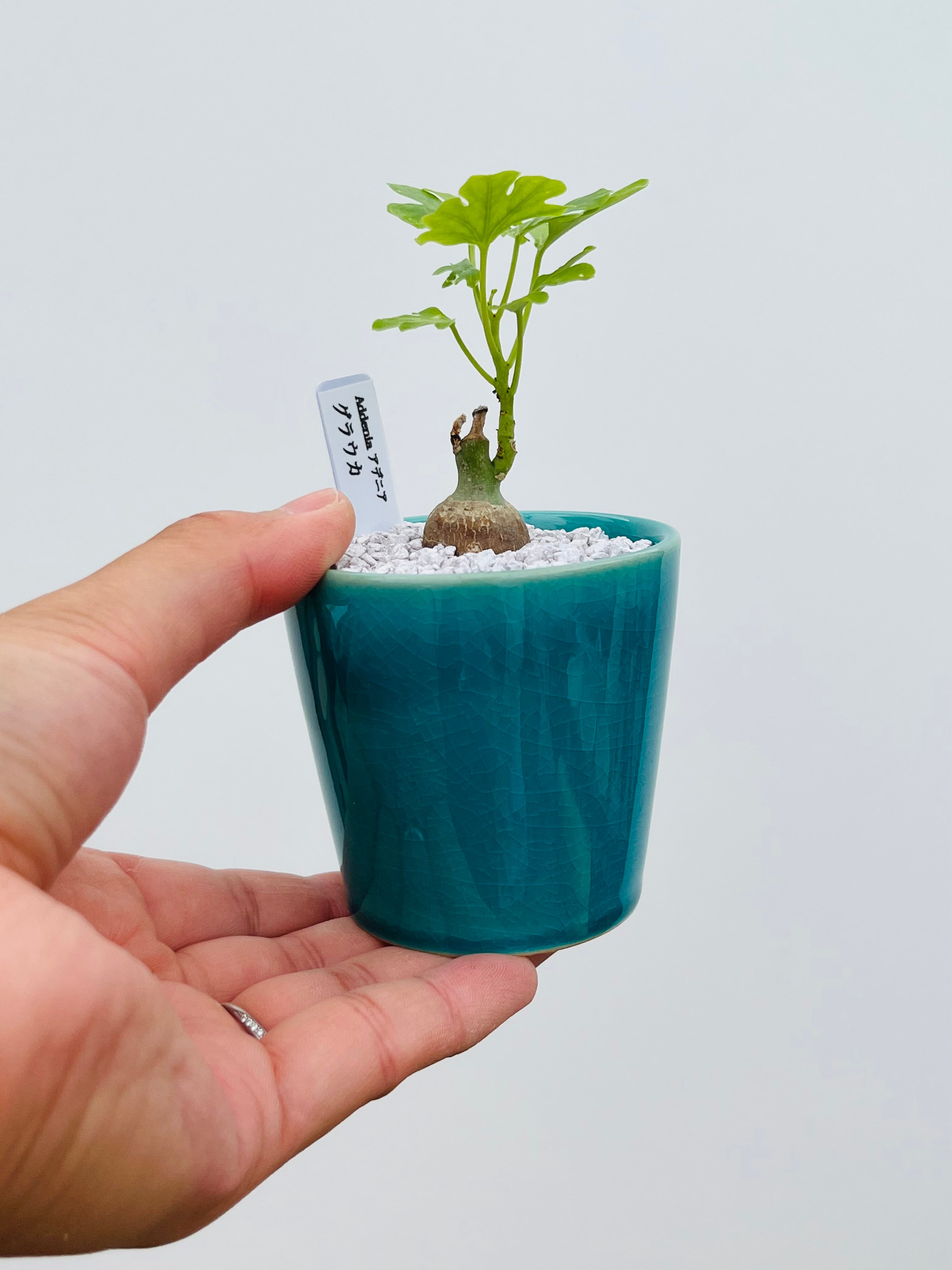 Adenia glauca アデニア グラウカ 多肉植物 塊根植物 | plants MARU