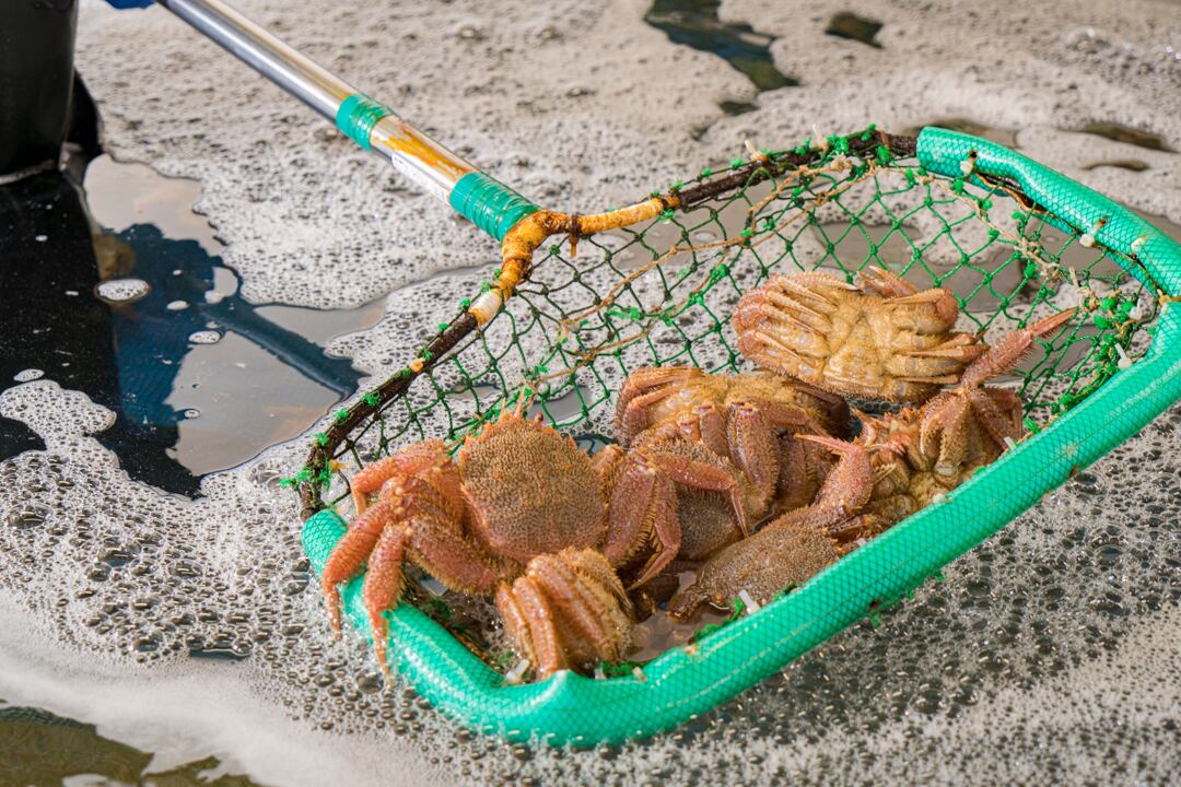 山口水産　匠の極上仕上げ　１尾４００グラム前後　【ボイル・冷凍・個数色々選択できます】
