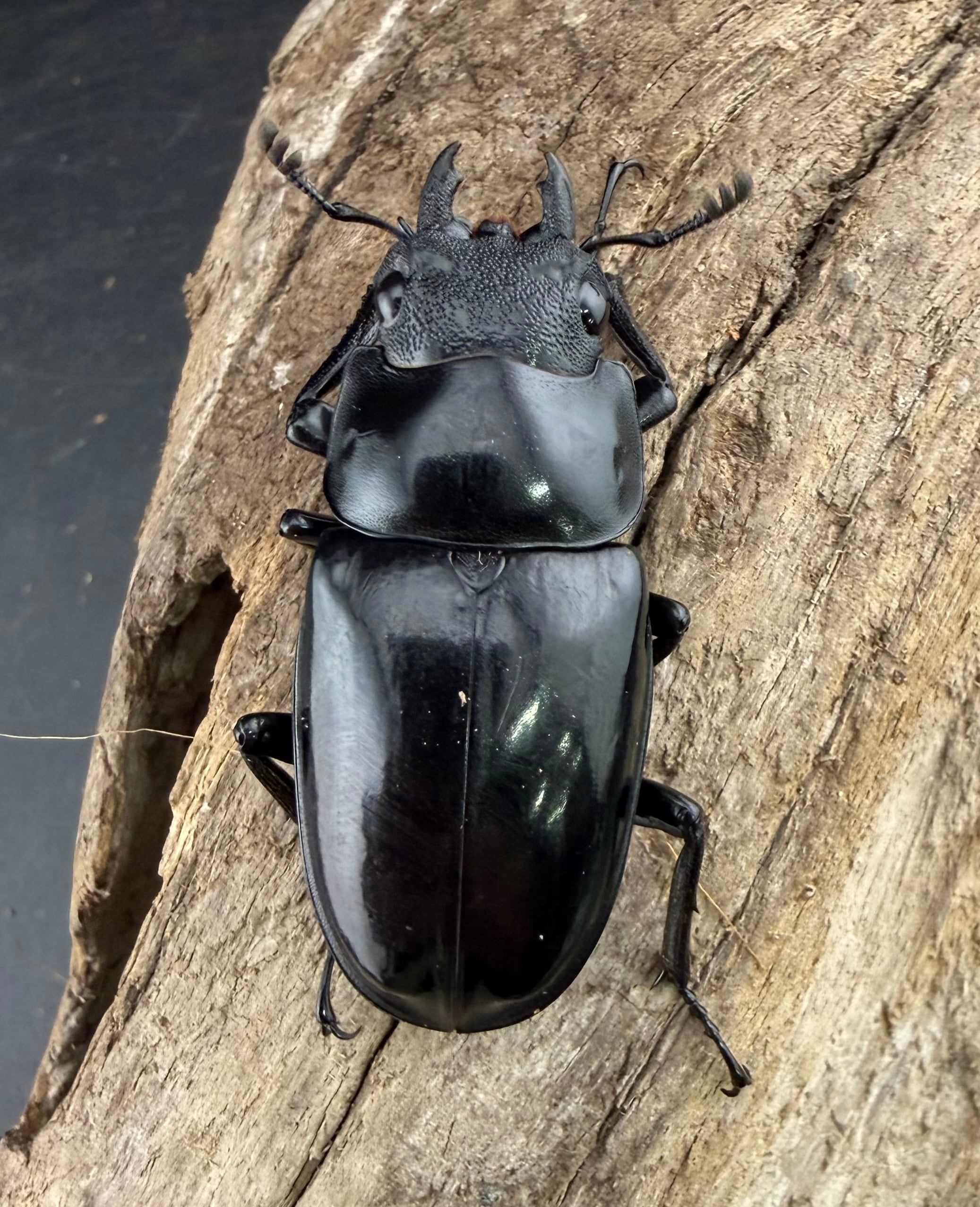 WD】《 ギラファノコギリ亜種マキタイ カシブ島産 93.5mm ペア》 | KPW