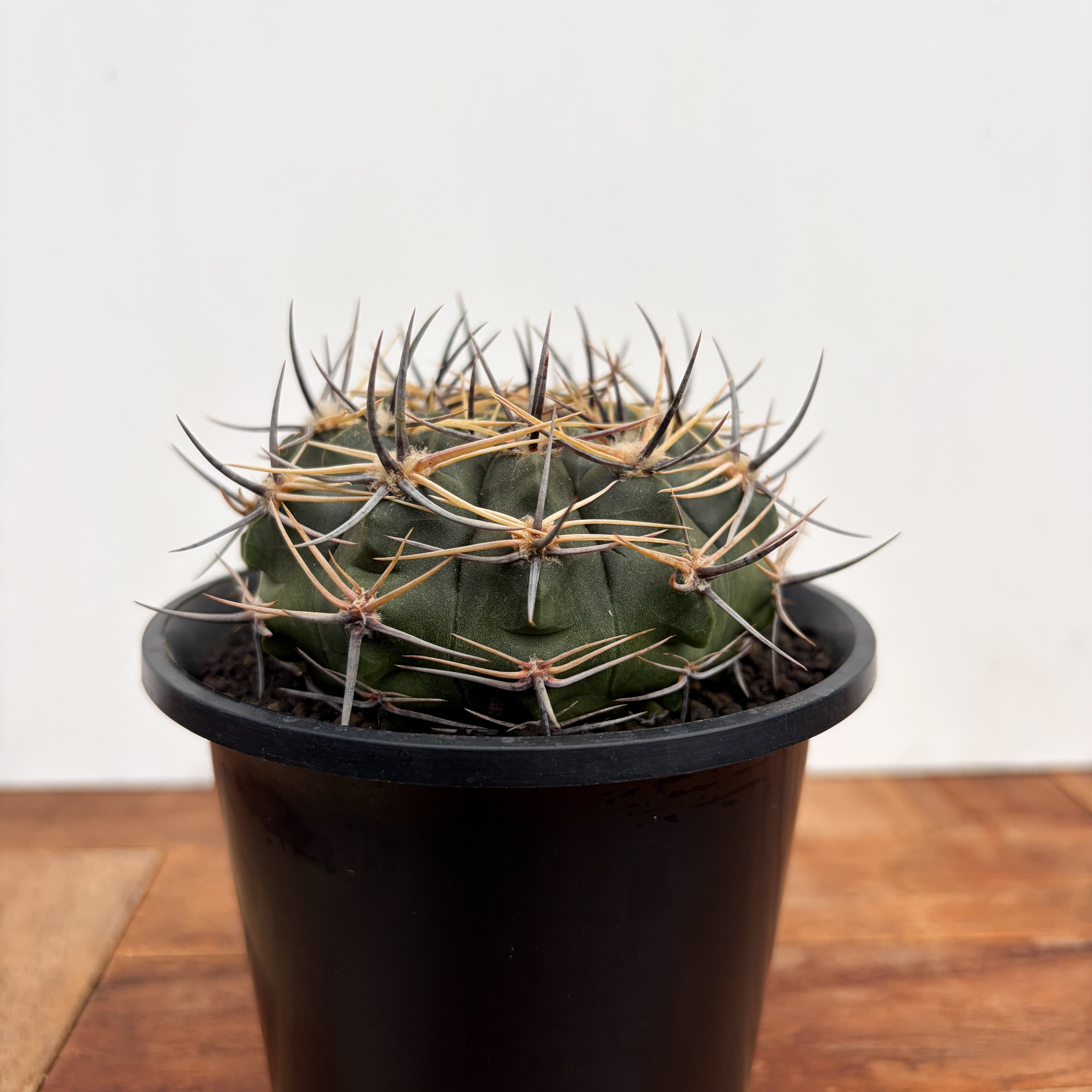 Gymnocalycium bicolor【ギムノカリキウム・ビカラー】 | RIMO'S GREEN