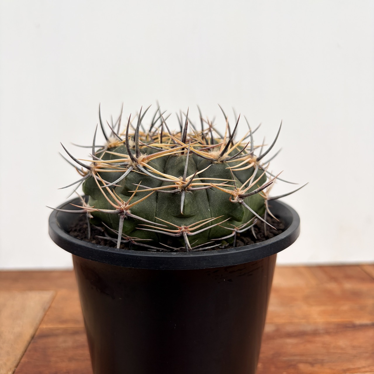 Gymnocalycium bicolor【ギムノカリキウム・ビカラー】