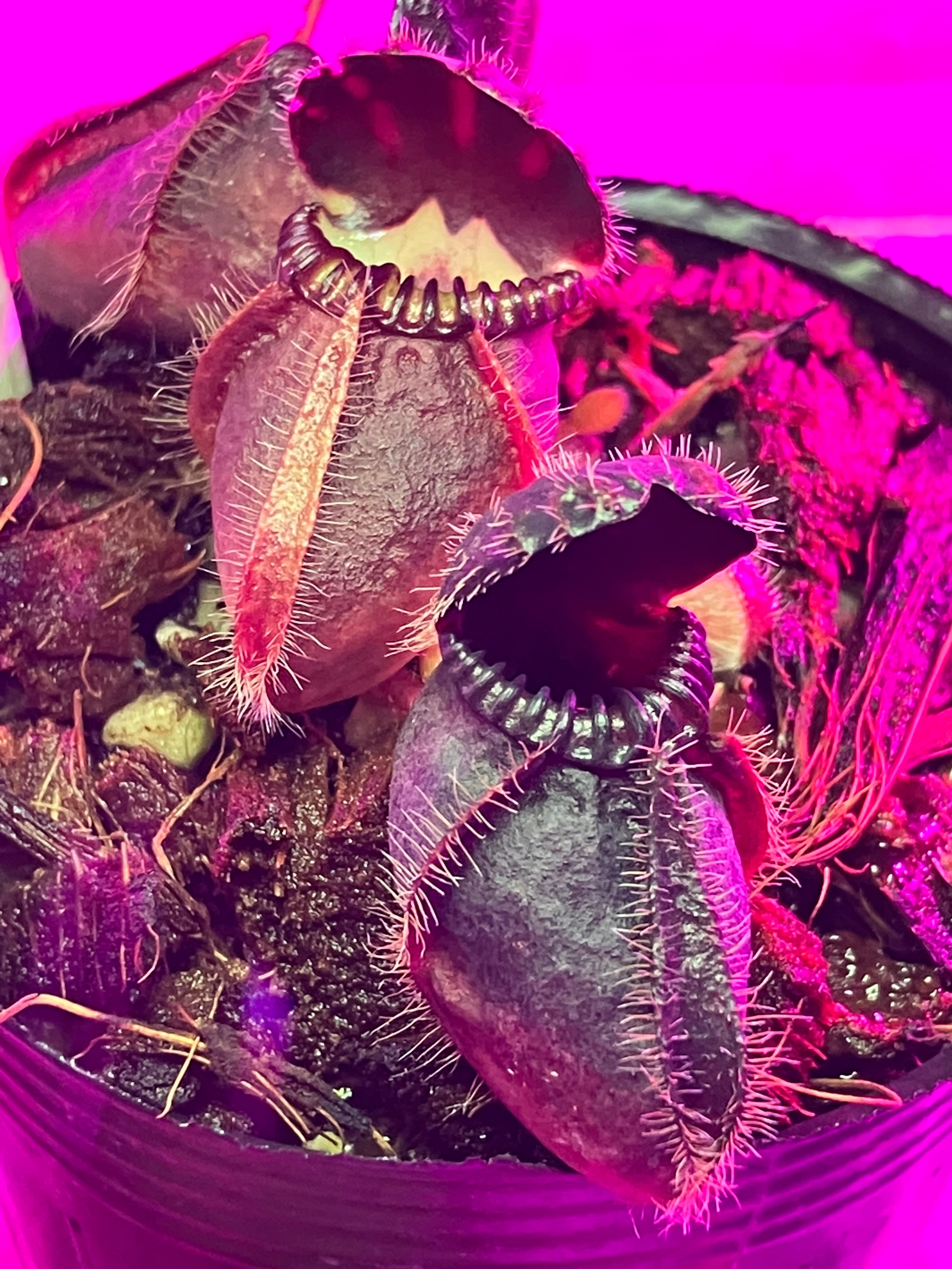 Cephalotus follicularis UC Davis (Predatory Plants, US) AC