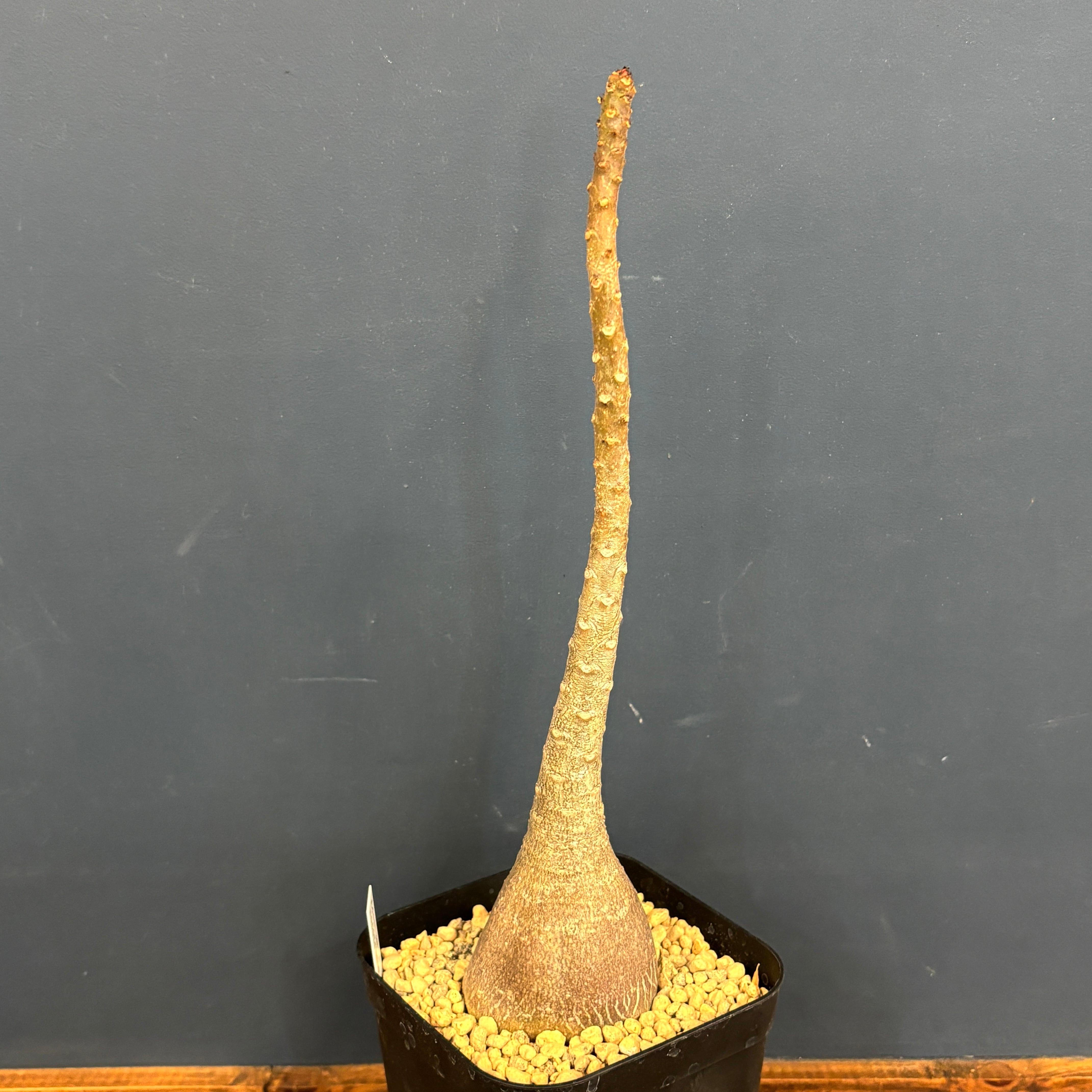 アデニウム ソコトラナム【151】 | PROTOLEAF プロトリーフ