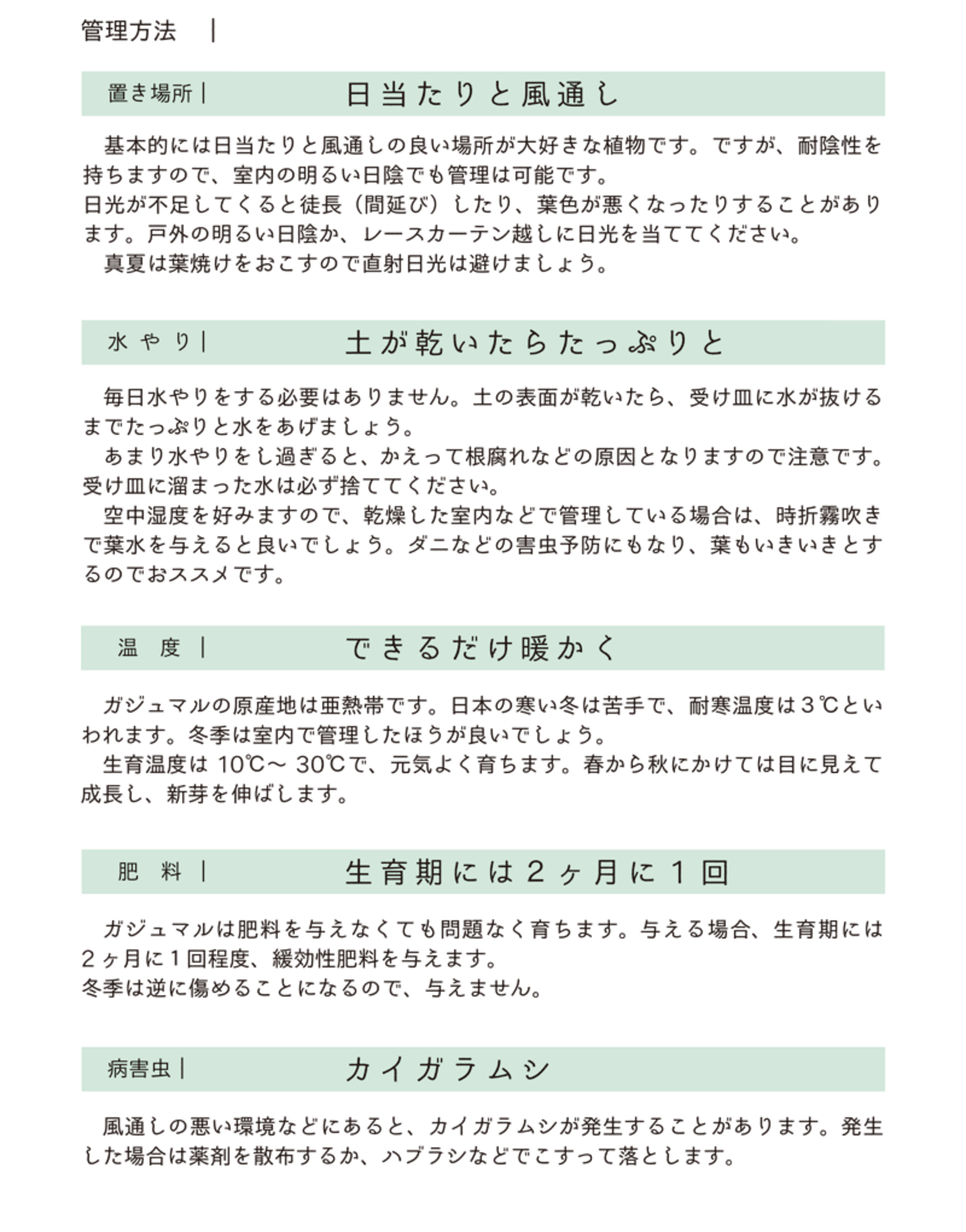 ガジュマル【ステララウンドSサイズ／ホワイト】受け皿付 | 京橋