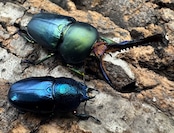 《パプアキンイロクワガタ 39mm ペア》