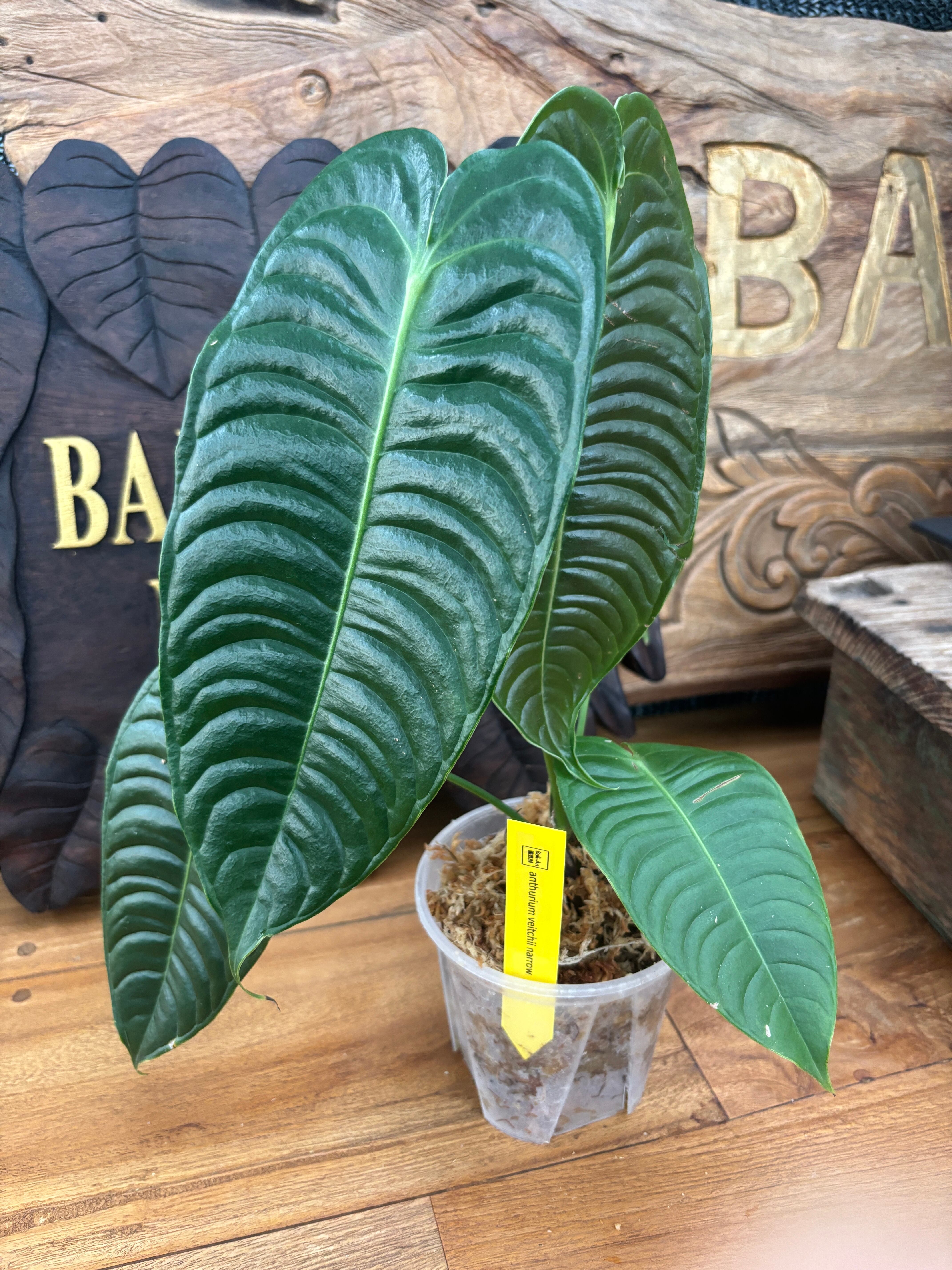 アンスリウム ベイチーD フィロデンドロン テヌー ビカクシダ