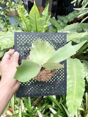 P. willinckii Sexy Summer (pup)【artPLANTs/PLANTS GARAGE】ビカクシダ/Platycerium