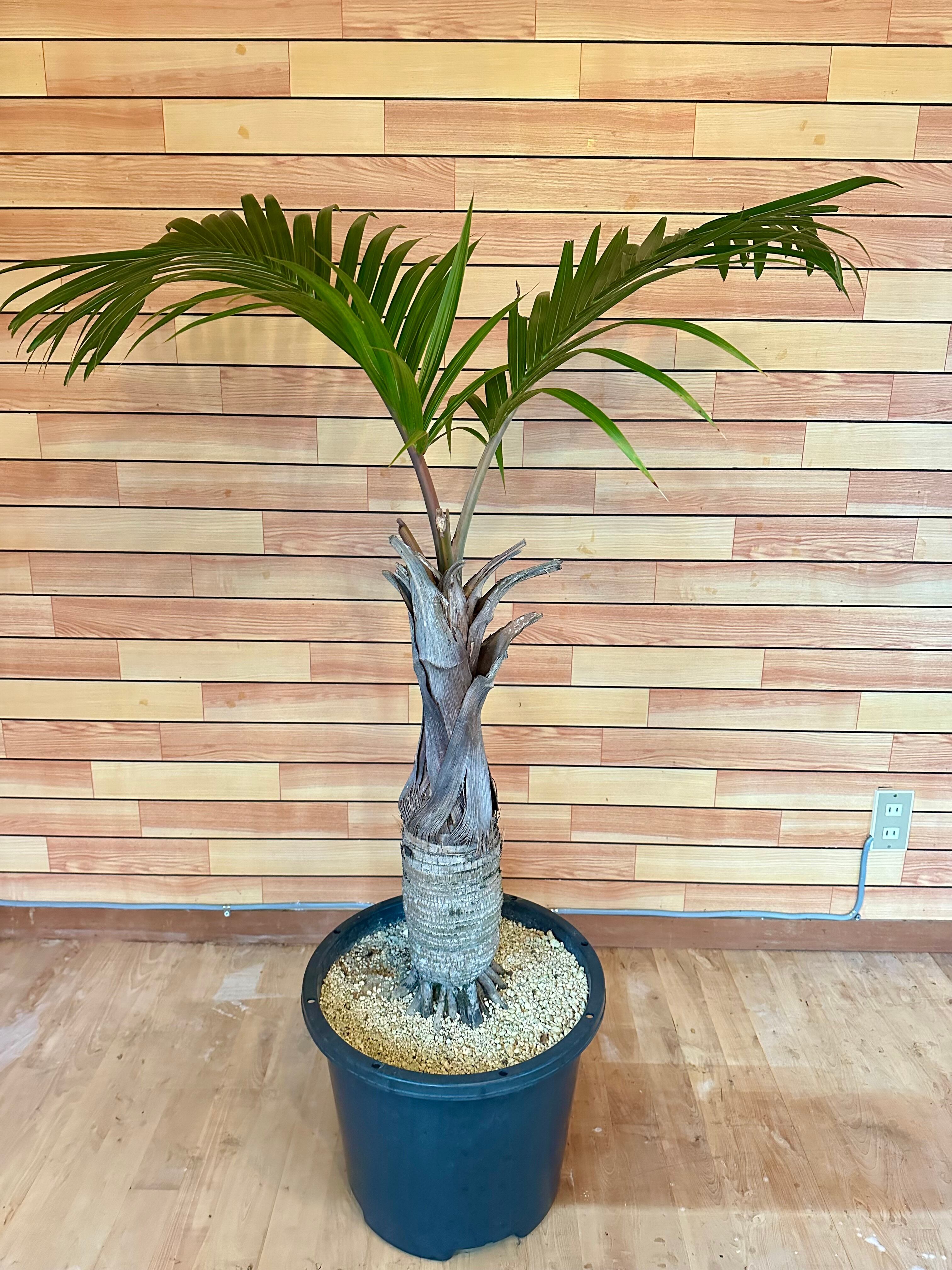 Alocasia Watsoniana Pink var アロカシア ワトソニア ピンク