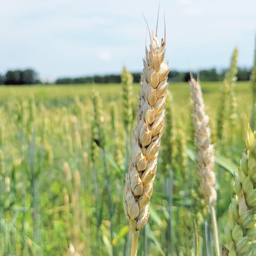 有機小麦使用 全粒粉 ＜ミナミノカオリ＞ | 渡辺農産