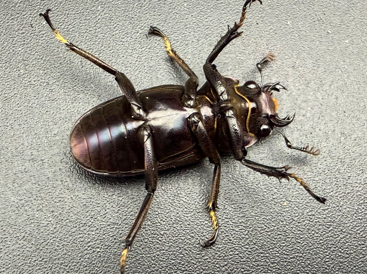 《メタリフェルホソアカ亜種フィナエ パープル系 81mm ペア》
