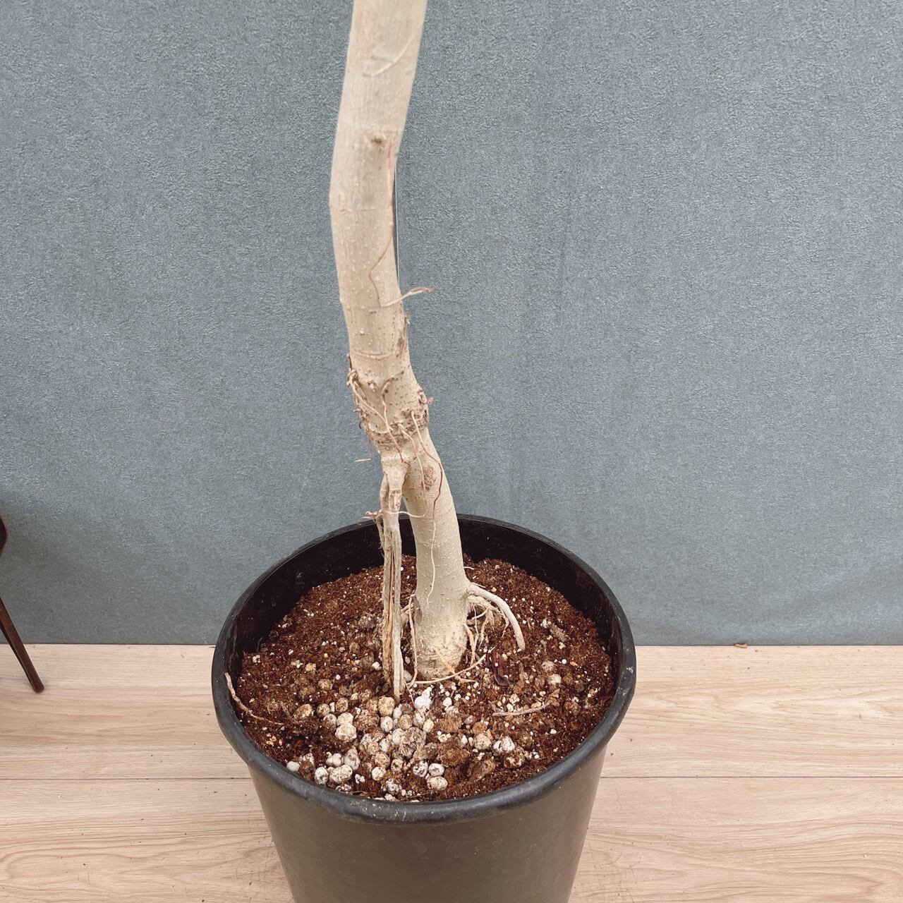 現品］6番 フィカス ウンベラータ 曲がり 8号 観葉植物 室内 ゴムの木