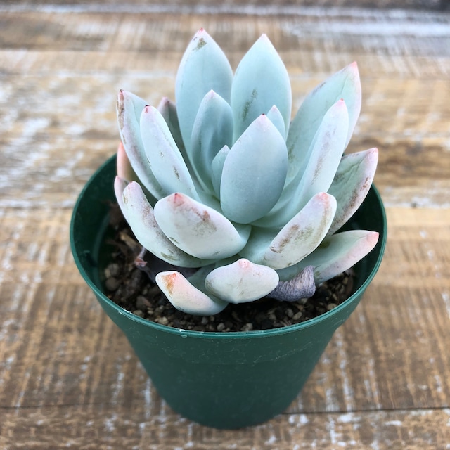 エキゾチカ Pachyveria 'Powder Puff'